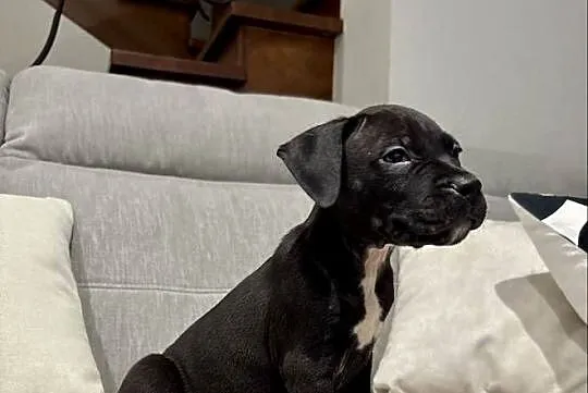 Amstaff Piesek