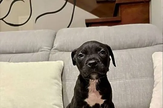 Amstaff Piesek, Wielkopolskie, Grodzisk Wielkopolski