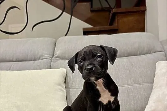 Amstaff Piesek, Wielkopolskie, Grodzisk Wielkopolski