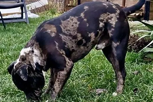 Amstaff Piesek, Wielkopolskie, Grodzisk Wielkopolski