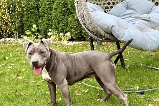 Amstaff Piesek, Wielkopolskie, Grodzisk Wielkopolski