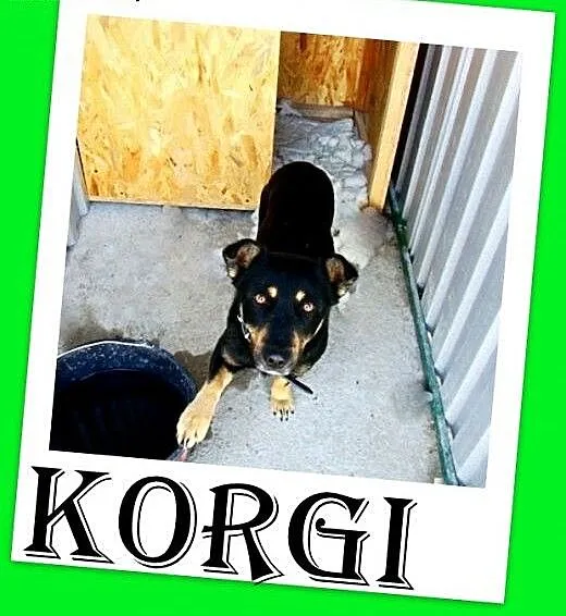 10kg,do dzieci,łagodny,wesoły piesek KORGI.Adopcja