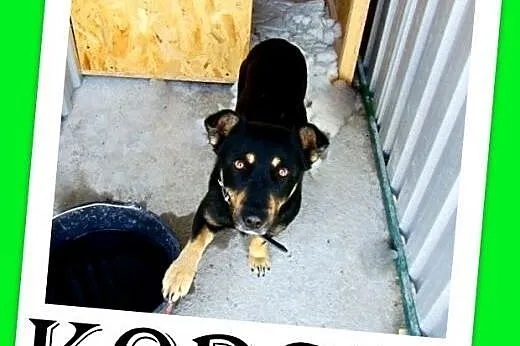 10kg,do dzieci,łagodny,wesoły piesek KORGI.Adopcja