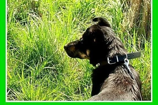 10kg,do dzieci,łagodny,wesoły piesek KORGI.Adopcja