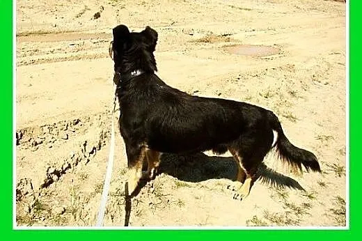10kg,do dzieci,łagodny,wesoły piesek KORGI.Adopcja