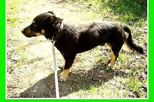 10kg,do dzieci,łagodny,wesoły piesek KORGI.Adopcja