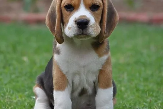 Urocze, wybitne szczenięta rasy Beagle, Wawrzyny