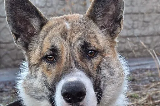 Asan - pięknie umaszczony młody psiak szuka kochającego domu,  kujawsko-pomorskie Toruń