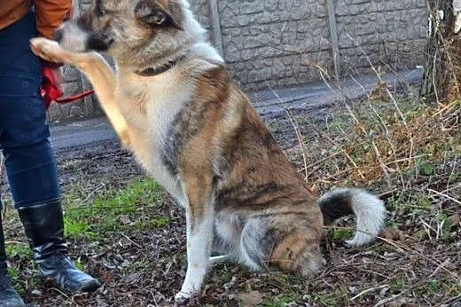 Asan - pięknie umaszczony młody psiak szuka kochaj