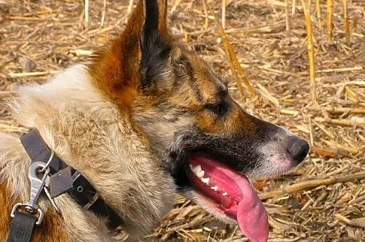 Asan - pięknie umaszczony młody psiak szuka kochaj