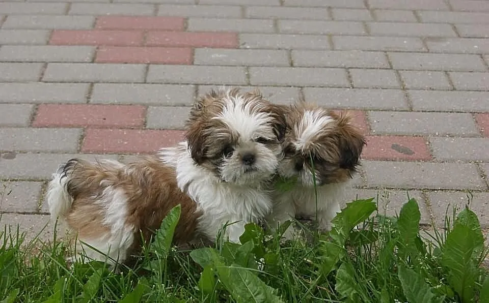 Szczenięta shih tzu z rodowodem