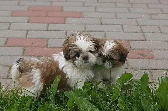 Szczenięta shih tzu z rodowodem