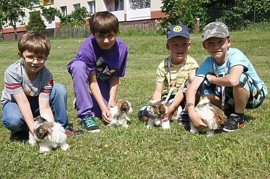 Szczenięta shih tzu z rodowodem