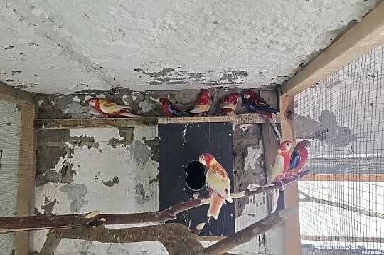 Rozella białolica rubino i opal, Wielkopolskie, Wolkowo