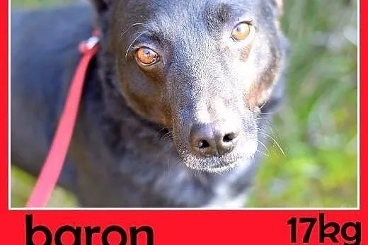 17kg,przyjazny,towarzyski,łagodny,średni piesek BARON,  małopolskie Kraków