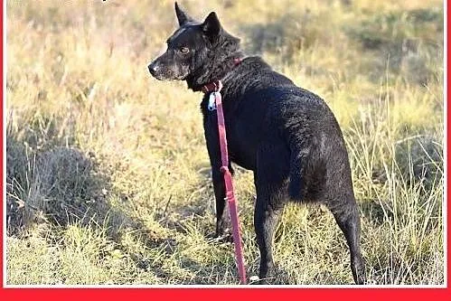 17kg,przyjazny,towarzyski,łagodny,średni piesek BA