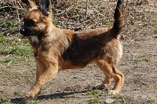 5-miesięczne szczeniaki wyrzucone w lesie szukają 
