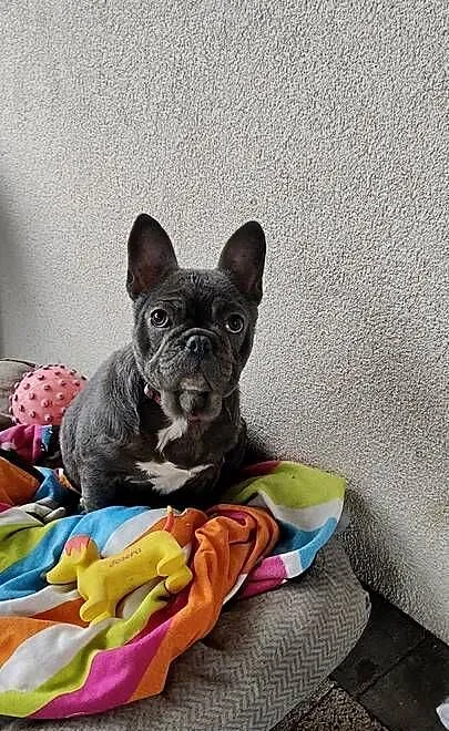 Buldog francuski BLUE Suczka suka niebieska 5 mc BEZ PRĘG!, Podkarpackie, Padew Narodowa