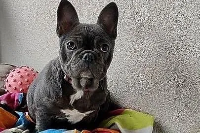 Buldog francuski BLUE Suczka suka niebieska 5 mc BEZ PRĘG!, Podkarpackie, Padew Narodowa