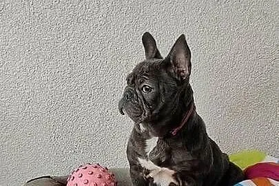 Buldog francuski BLUE Suczka suka niebieska 5 mc BEZ PRĘG!, Podkarpackie, Padew Narodowa