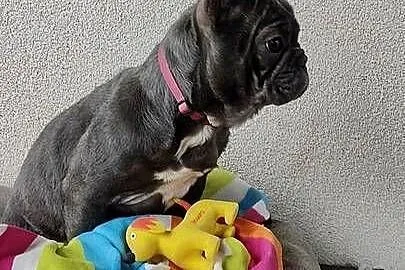 Buldog francuski BLUE Suczka suka niebieska 5 mc BEZ PRĘG!, Podkarpackie, Padew Narodowa