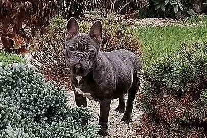 Buldog francuski BLUE Suczka suka niebieska 5 mc BEZ PRĘG!, Podkarpackie, Padew Narodowa