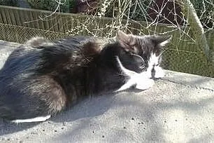 Zyta kochana przytulasta kotusia szuka domu. Kto j