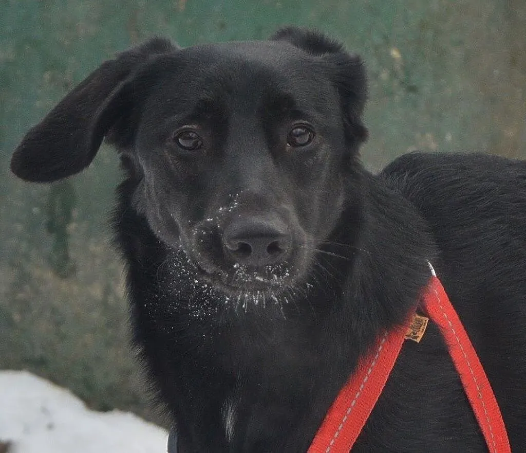 Luna - wesoła, energiczna suczka w typie LABRADOR