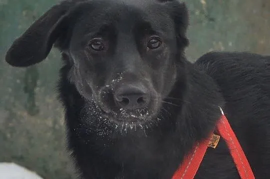 Luna - wesoła, energiczna suczka w typie LABRADOR 