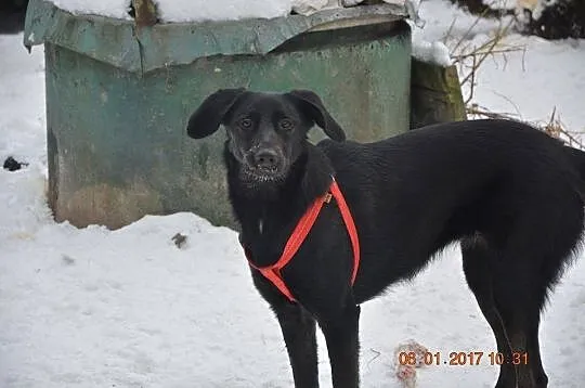 Luna - wesoła, energiczna suczka w typie LABRADOR 