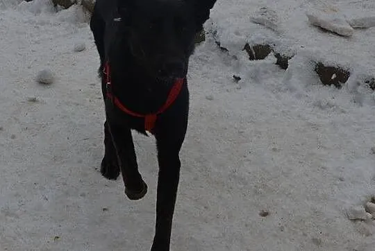 Luna - wesoła, energiczna suczka w typie LABRADOR 