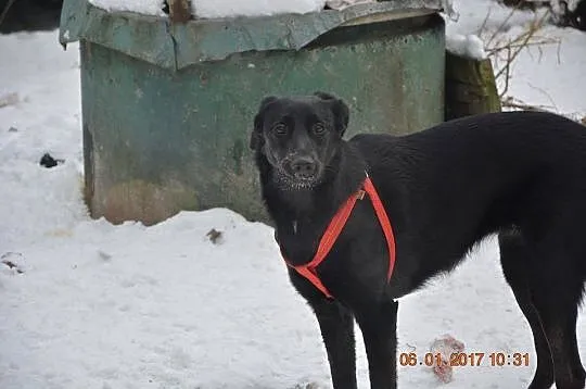 Luna - wesoła, energiczna suczka w typie LABRADOR 