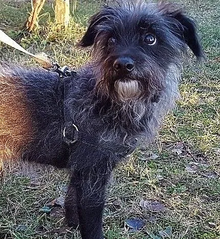 Bilbo malutki i cichutki szuka rodziny do pokocha