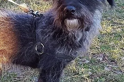 Bilbo malutki i cichutki  szuka rodziny do pokocha