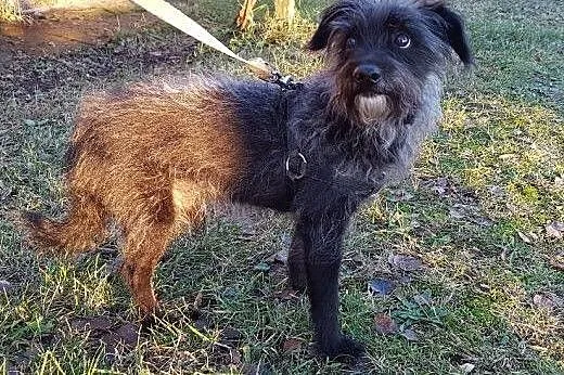 Bilbo malutki i cichutki  szuka rodziny do pokocha