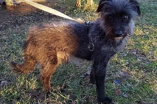Bilbo malutki i cichutki  szuka rodziny do pokocha