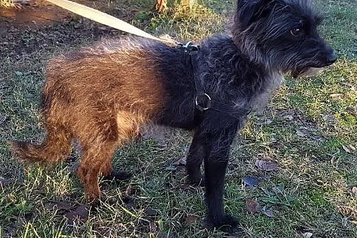 Bilbo malutki i cichutki  szuka rodziny do pokocha