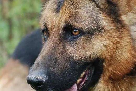 Maurycy wspanialy pies FILMIKI,  Owczarek niemieck
