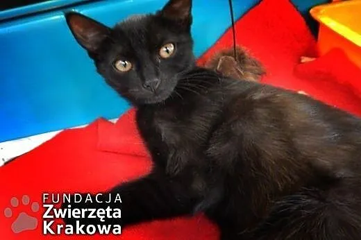 Carmen &#8211; czarnofutra piękność,  małopols