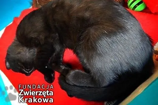 Carmen &#8211; czarnofutra piękność,  małopols