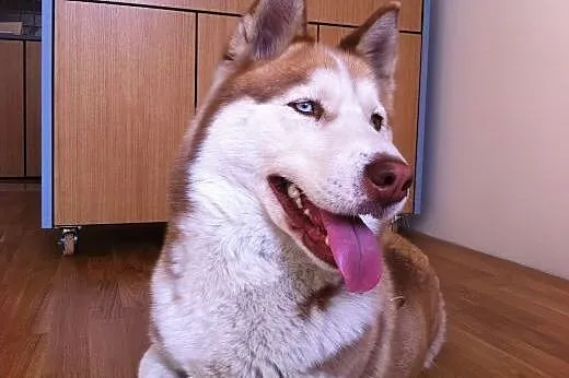NELA  dziewczynka husky  szuka domu,  mazowieckie Warszawa
