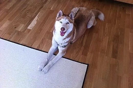 NELA  dziewczynka husky  szuka domu,  mazowieckie 