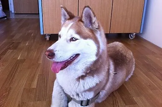 NELA  dziewczynka husky  szuka domu,  mazowieckie 