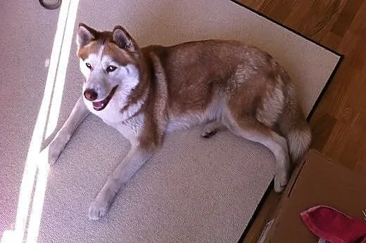 NELA  dziewczynka husky  szuka domu,  mazowieckie 
