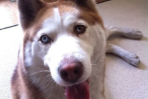 NELA  dziewczynka husky  szuka domu,  mazowieckie 