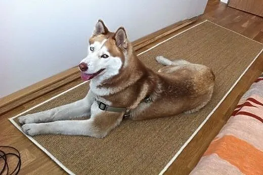 NELA  dziewczynka husky  szuka domu,  mazowieckie 