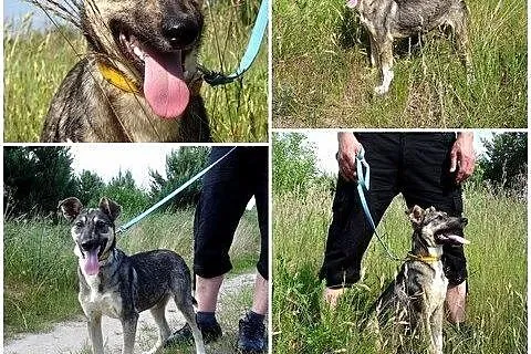 GONZO- 6 miesięczny niewielki, przefajny, oryginal