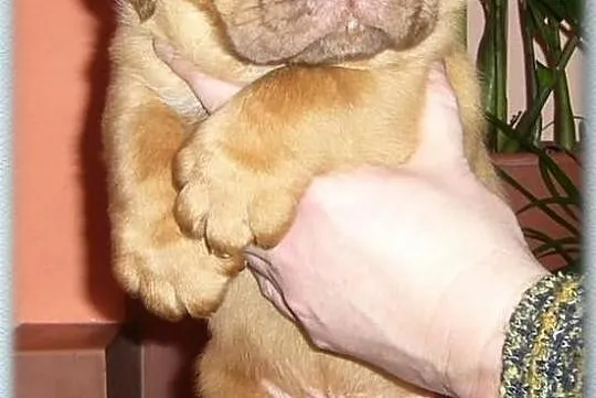 Dog / Dogue de Bordeaux FCI / ZKwP