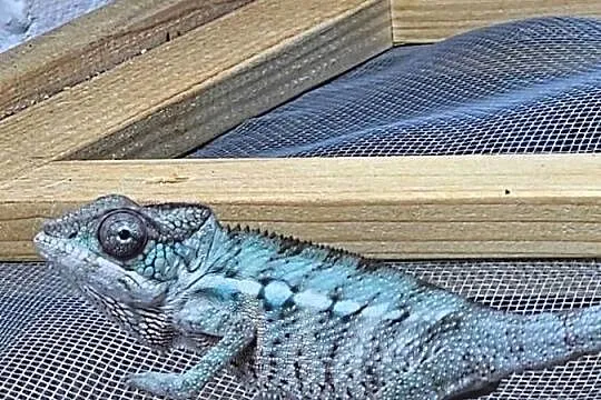 Kameleon lamparci, Małopolskie, Kraków