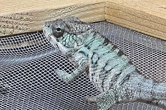 Kameleon lamparci, Małopolskie, Kraków